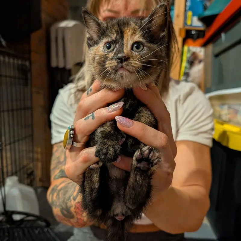 A baby small-sized female Calico Domestic Medium Hair cat named Blizzard for adoption in Southington, OH