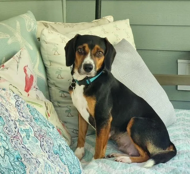 A young small-sized female Beagle dog named Anna for adoption in Willingboro, NJ
