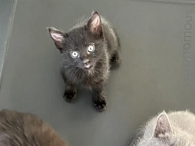 A baby small-sized female Domestic Medium Hair cat named Dodo for adoption in Palo Alto, CA