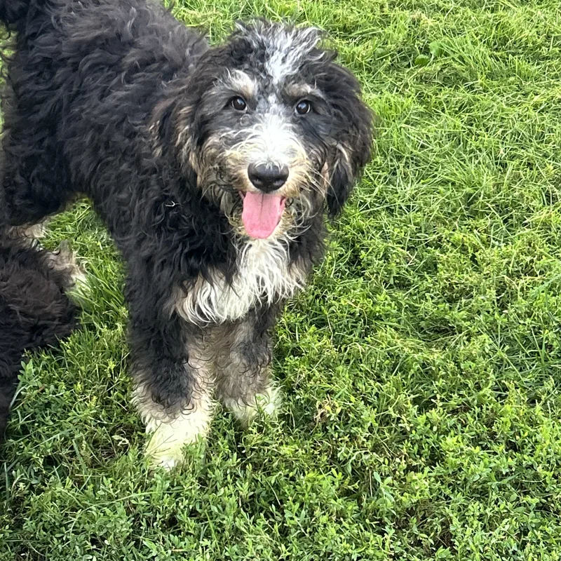 A baby large-sized female Tricolor (Brown, Black, & White) Bernedoodle dog named Norma for adoption in Antwerp, OH