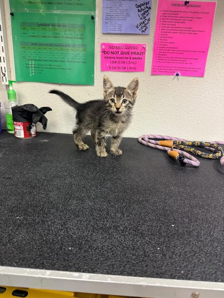 A baby medium-sized female Domestic Short Hair cat named Lemoncello for adoption in Sorrento, LA