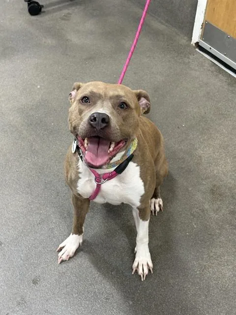 An adult medium-sized female Pit Bull Terrier dog named Truffles for adoption in Upper Marlboro, MD