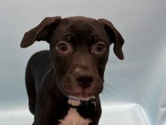 A baby large-sized male Retriever dog named Wylie for adoption in Golden Valley, MN