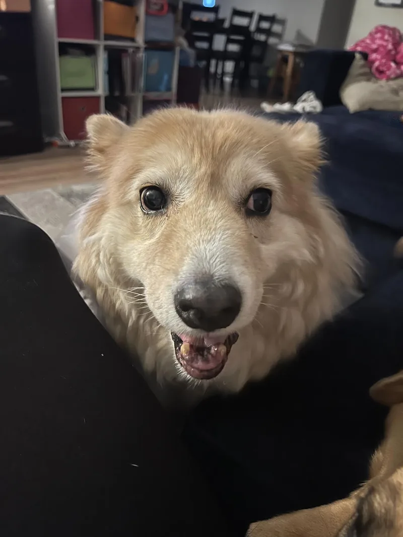 A senior medium-sized female Collie dog named Skyler for adoption in Monticello, MN