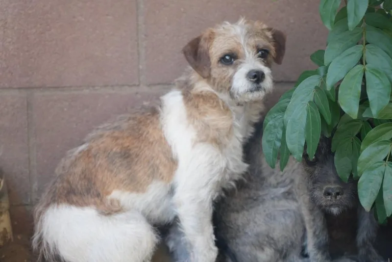 A baby small-sized male Terrier dog named Duvalin for adoption in Coachella, CA
