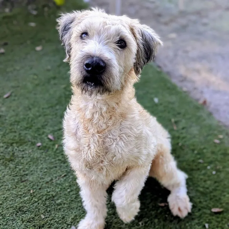 An adult medium-sized female White / Cream Wheaten Terrier dog named Hufflepuff for adoption in Port Richey, FL