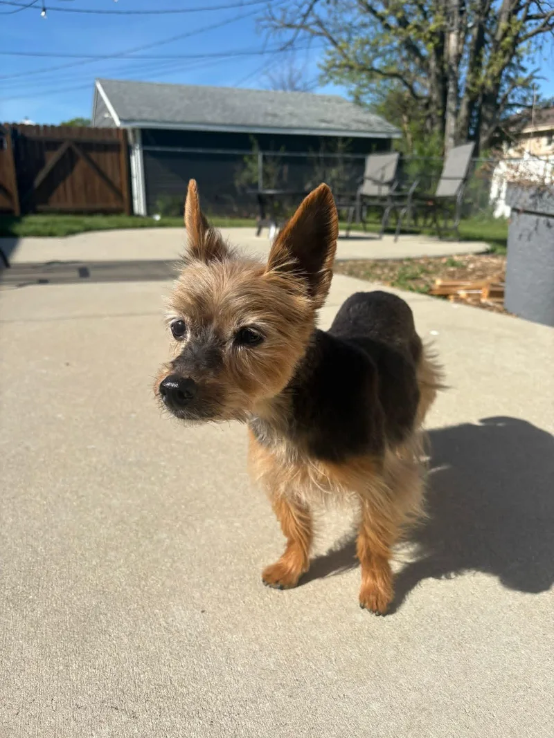 A senior small-sized male Yorkshire Terrier dog named Probee for adoption in Milwaukee, WI