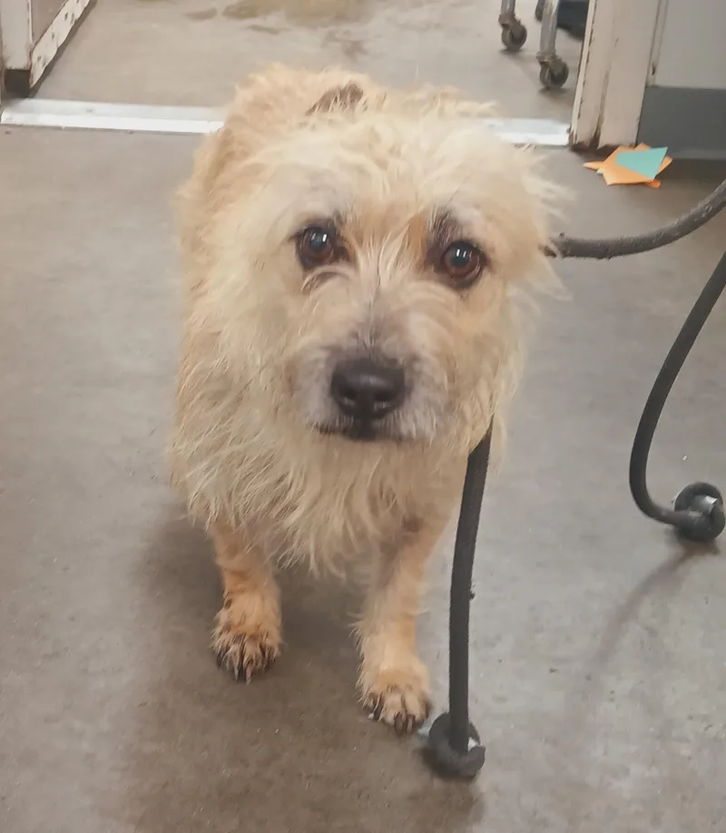 An adult small-sized female Terrier dog named Mimi for adoption in Los Angeles, CA