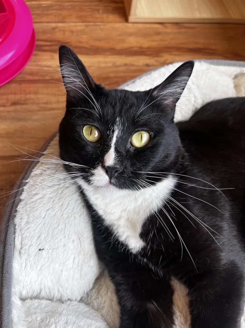 An adult large-sized male Black Domestic Short Hair cat named Tito for adoption in La Jolla, CA