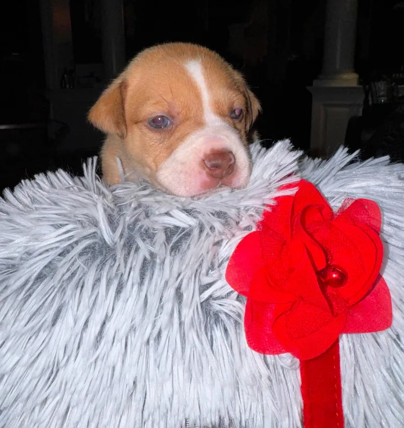 A baby medium-sized female Labrador Retriever dog named Jules for adoption in Berlin, NJ