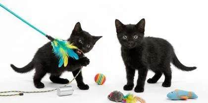 A baby small-sized male Domestic Short Hair cat named Tango for adoption in Cumming, GA