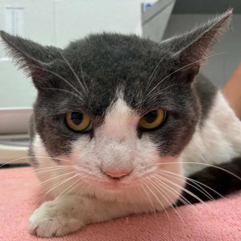 An adult large-sized male Gray / Blue / Silver Domestic Short Hair cat named Ulysses for adoption in Corpus Christi, TX