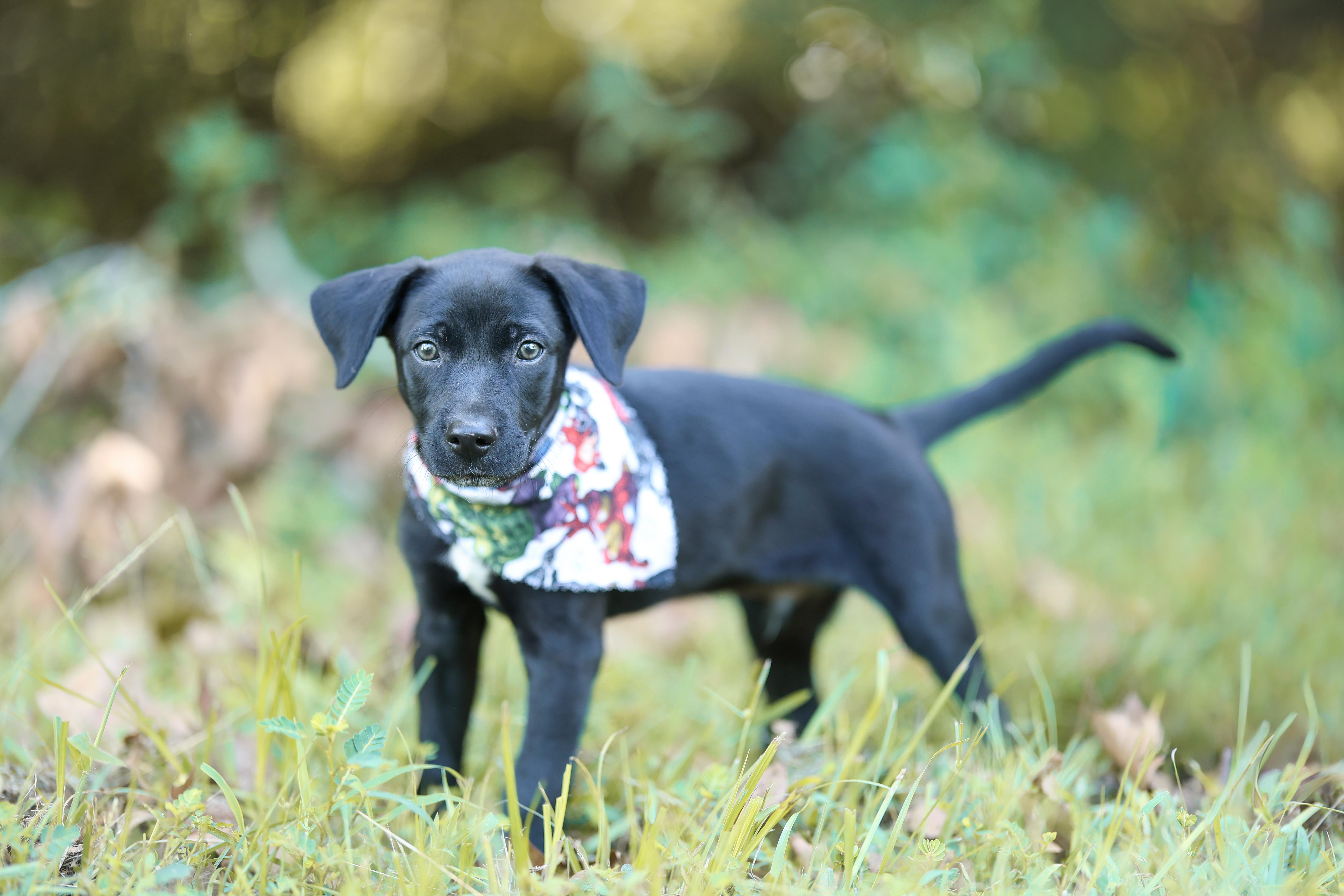 A baby medium-sized male Black Labrador Retriever dog named Loki for adoption in Lucedale, MS