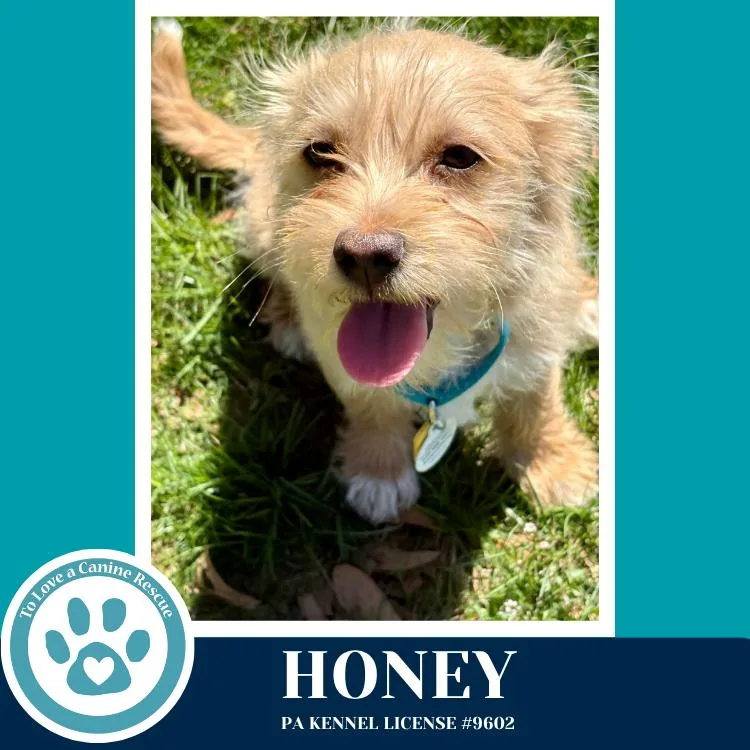 A baby small-sized female Brown / Chocolate Terrier dog named Honey for adoption in Kimberton, PA