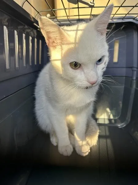 A young small-sized male Domestic Short Hair cat named Alfred Pennyworth for adoption in Virginia Beach, VA