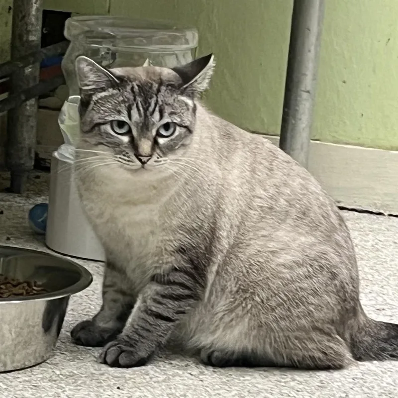 An adult medium-sized female Siamese cat named Mama Bunny for adoption in Mount Juliet, TN
