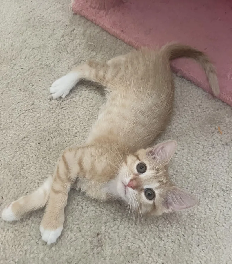 Pip