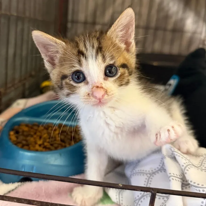 A baby small-sized male Brown / Chocolate Domestic Short Hair cat named Tolar for adoption in Stephenville, TX
