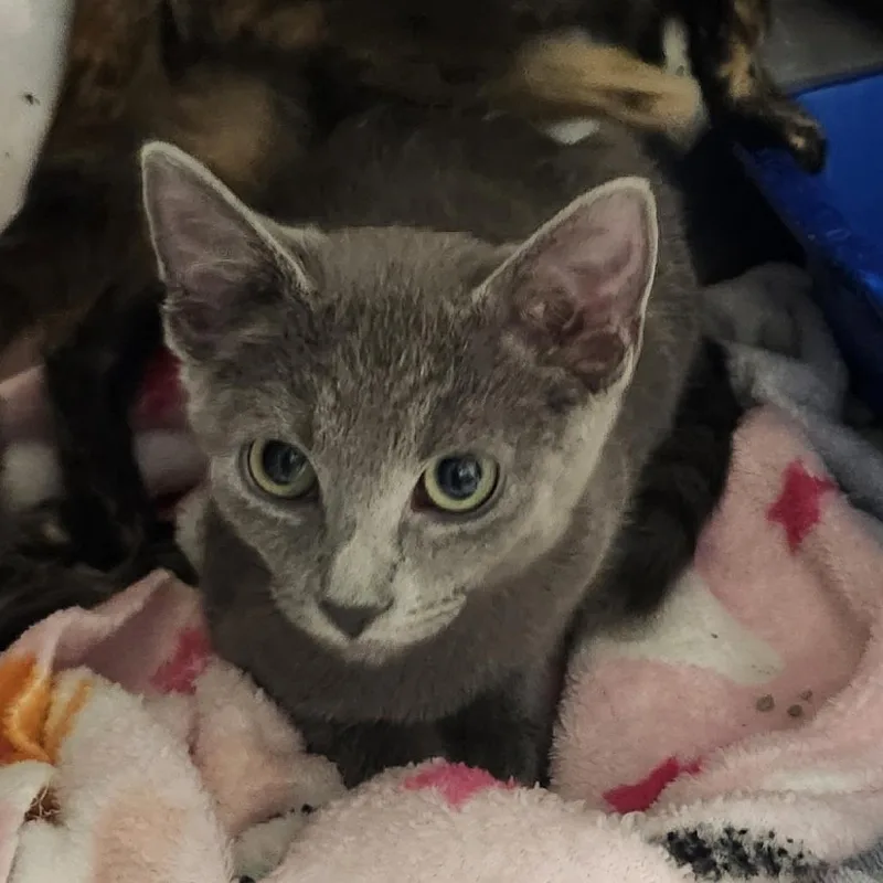 A baby small-sized male Gray / Blue / Silver Domestic Short Hair cat named Onyx for adoption in Columbia Station, OH