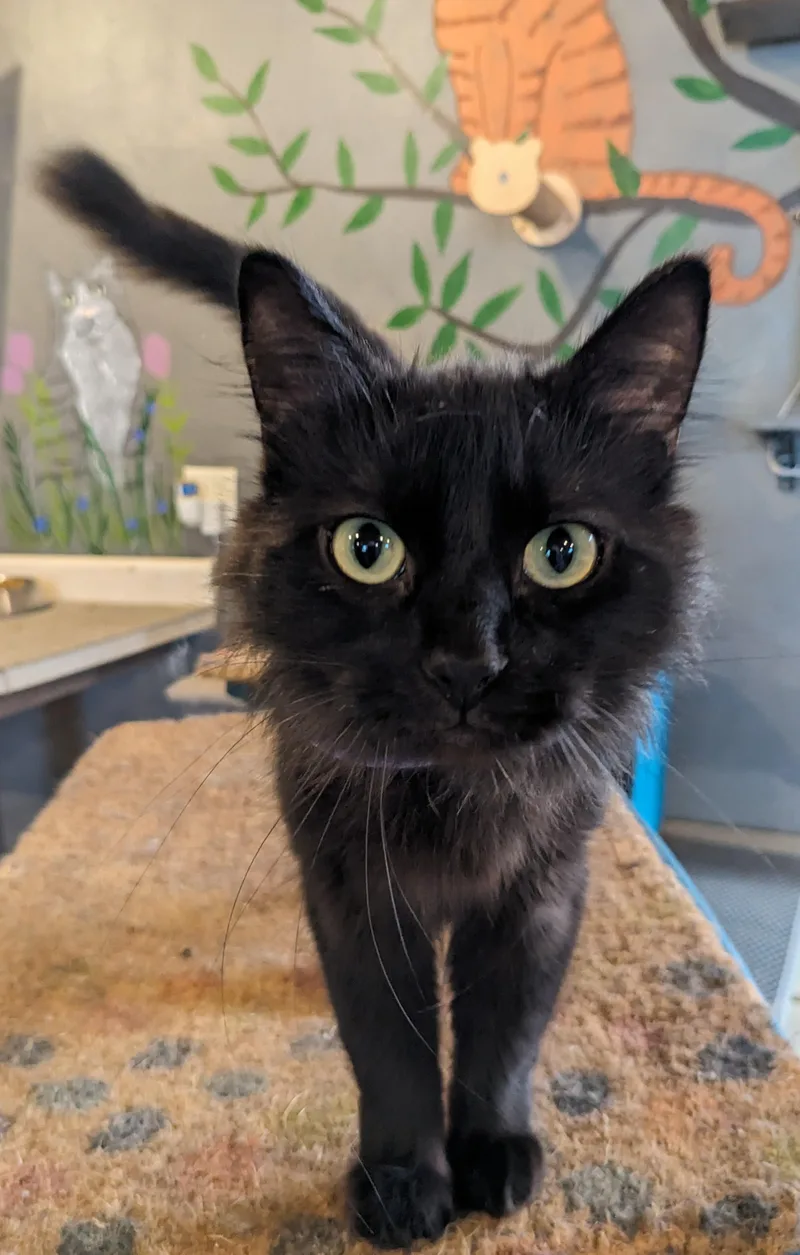 Jynx