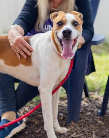 An adult large-sized male Mixed Breed dog named Corn Cob for adoption in Chamblee, GA