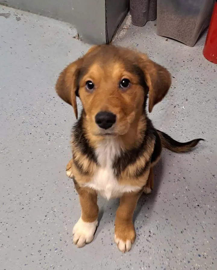 A baby medium-sized male Labrador Retriever dog named Erik Clapton for adoption in Alpharetta, GA