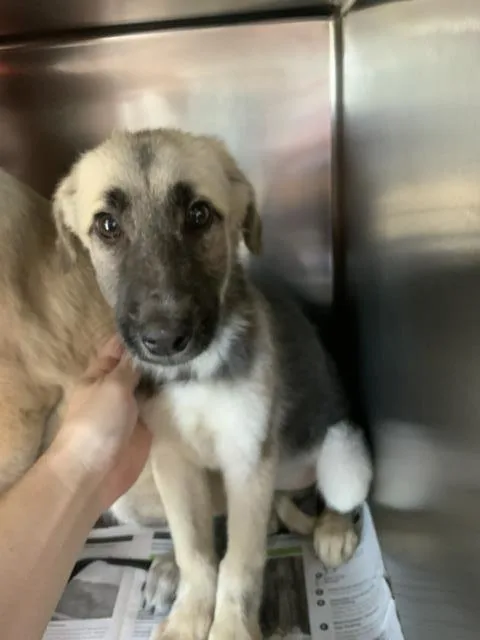 A baby small-sized female Anatolian Shepherd dog named A for adoption in Visalia, CA