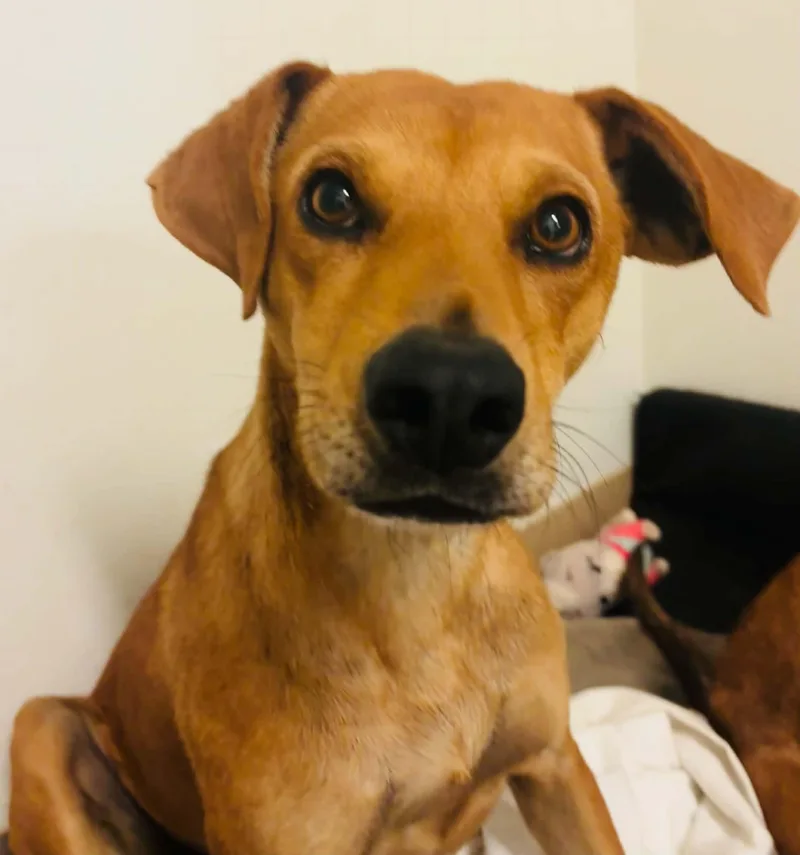 An adult medium-sized female Golden Shepherd dog named Nikki for adoption in Evergreen, CO
