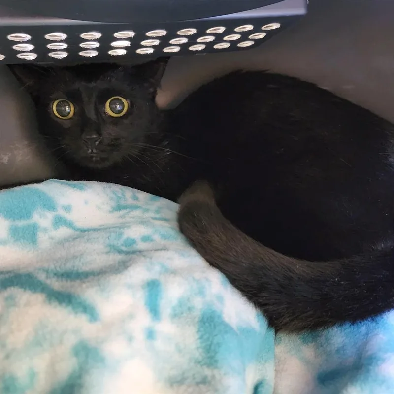 An adult small-sized female Black Domestic Short Hair cat named Hallow for adoption in Naples, FL