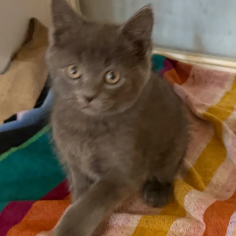 A baby small-sized male Gray / Blue / Silver Domestic Short Hair cat named Gojo for adoption in Potomac, MD