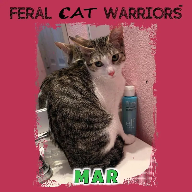 A young small-sized female White Domestic Short Hair cat named Mar for adoption in Kingman, AZ