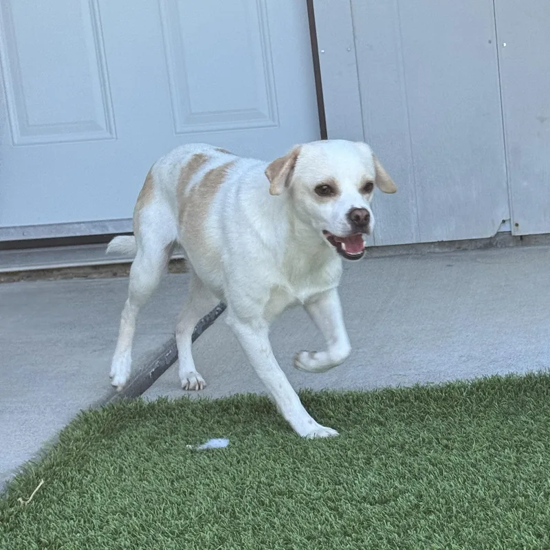 An adult small-sized male Chihuahua dog named Pogo for adoption in Auburn, NE