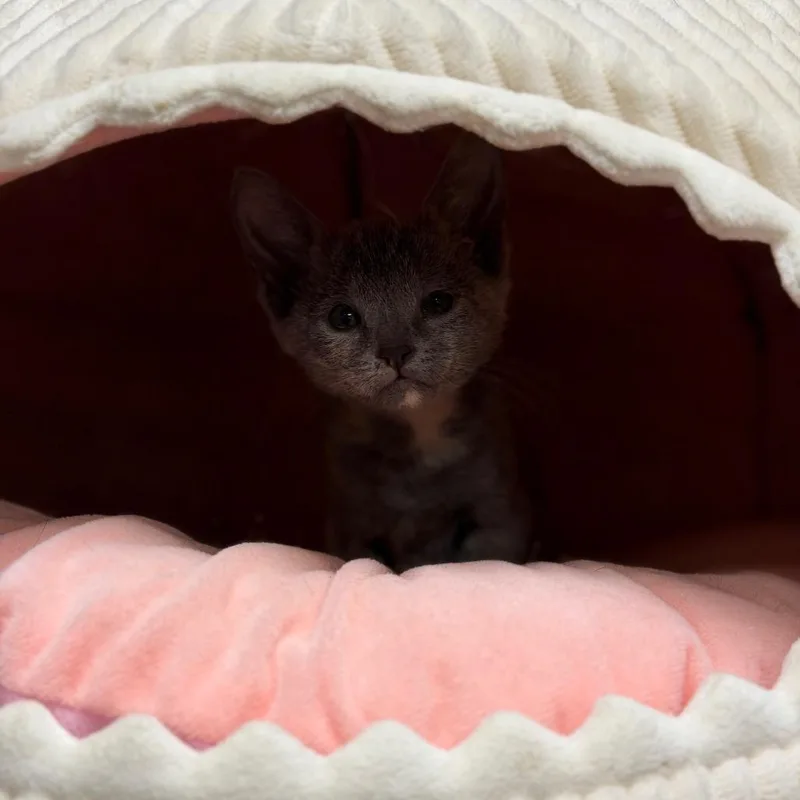 A baby small-sized female Gray / Blue / Silver Domestic Short Hair cat named Mouse for adoption in Fort Smith, AR