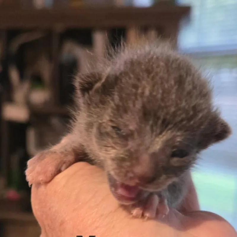 Mouse thumbnail 3
