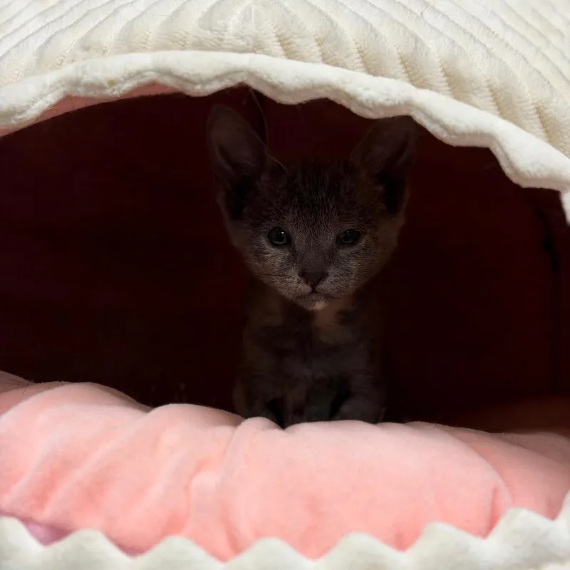 Mouse thumbnail 4