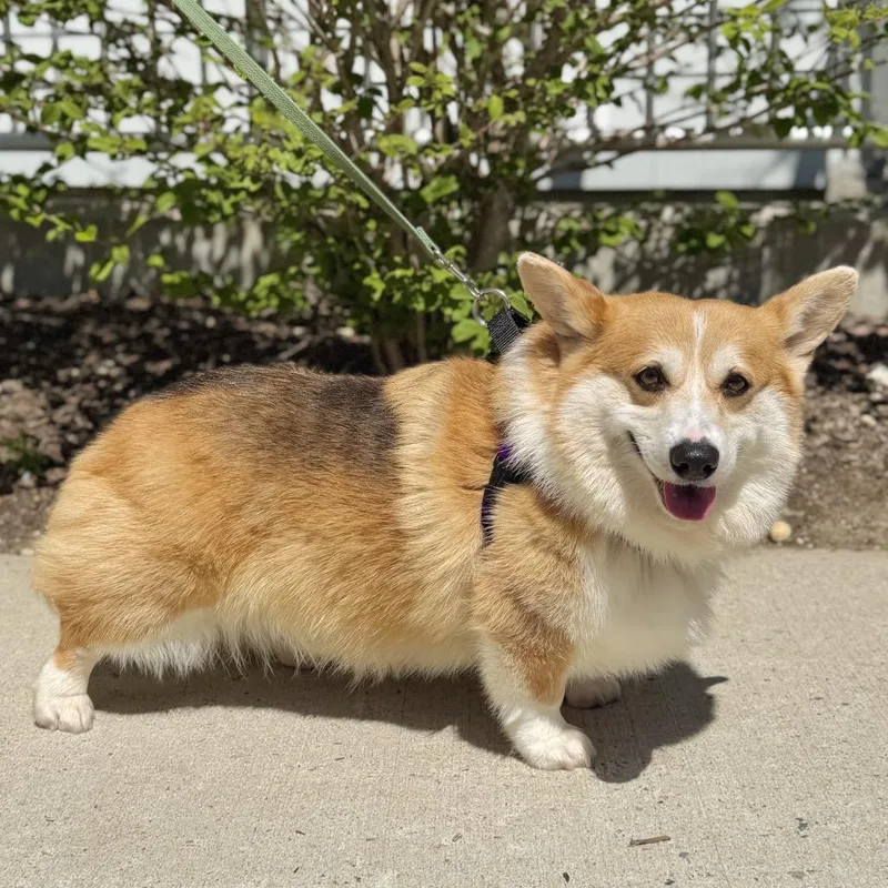 An adult small-sized male Brown / Chocolate Corgi dog named Balen for adoption in East Hampton, NY