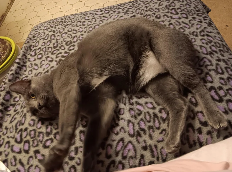 Lady Gray thumbnail 2