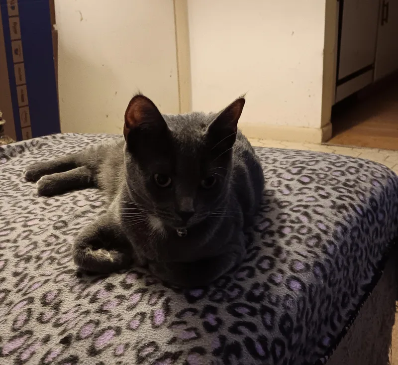 Lady Gray thumbnail 3