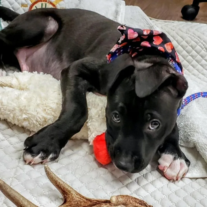 An adult large-sized male Black Labrador Retriever dog named Jace Aka Lotto for adoption in LOXAHATCHEE, FL