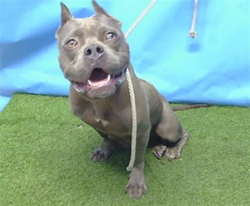 An adult medium-sized female Pit Bull Terrier dog named Peepers for adoption in Gardena, CA