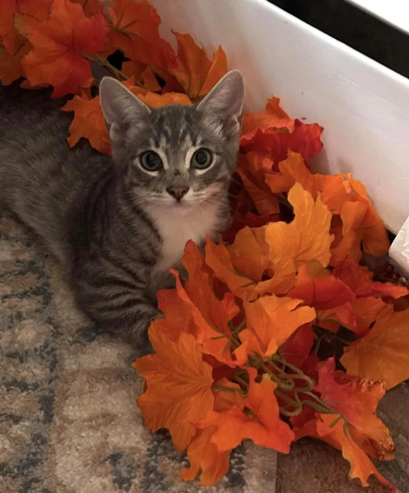 A baby small-sized male Tabby cat named Chong C Bell for adoption in Saunderstown, RI
