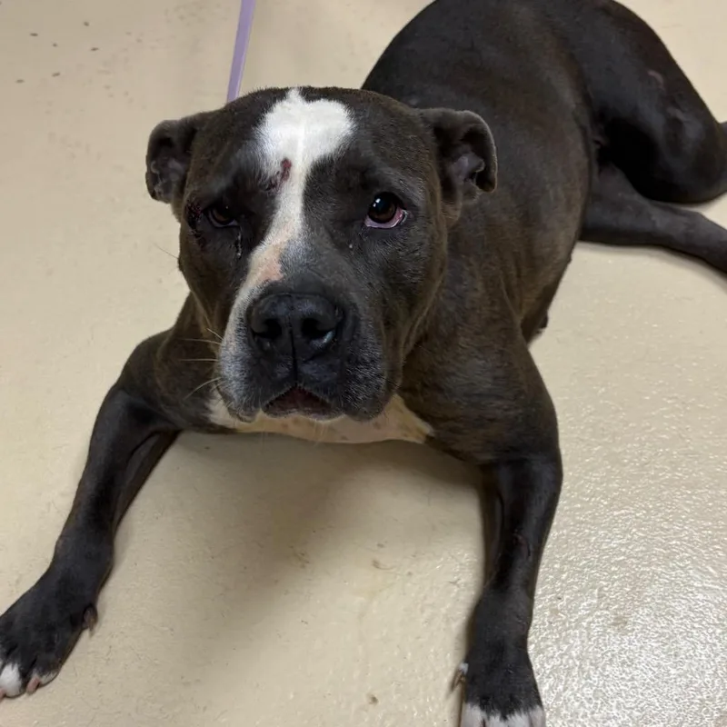 An adult medium-sized female Gray / Blue / Silver Mixed Breed dog named Chancey for adoption in Winston-Salem, NC