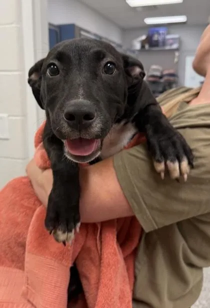 A baby medium-sized female Black Mixed Breed dog named Praline for adoption in Kansas City, MO