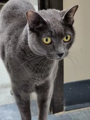 An adult small-sized female Domestic Short Hair cat named Monkey for adoption in Roseville, CA