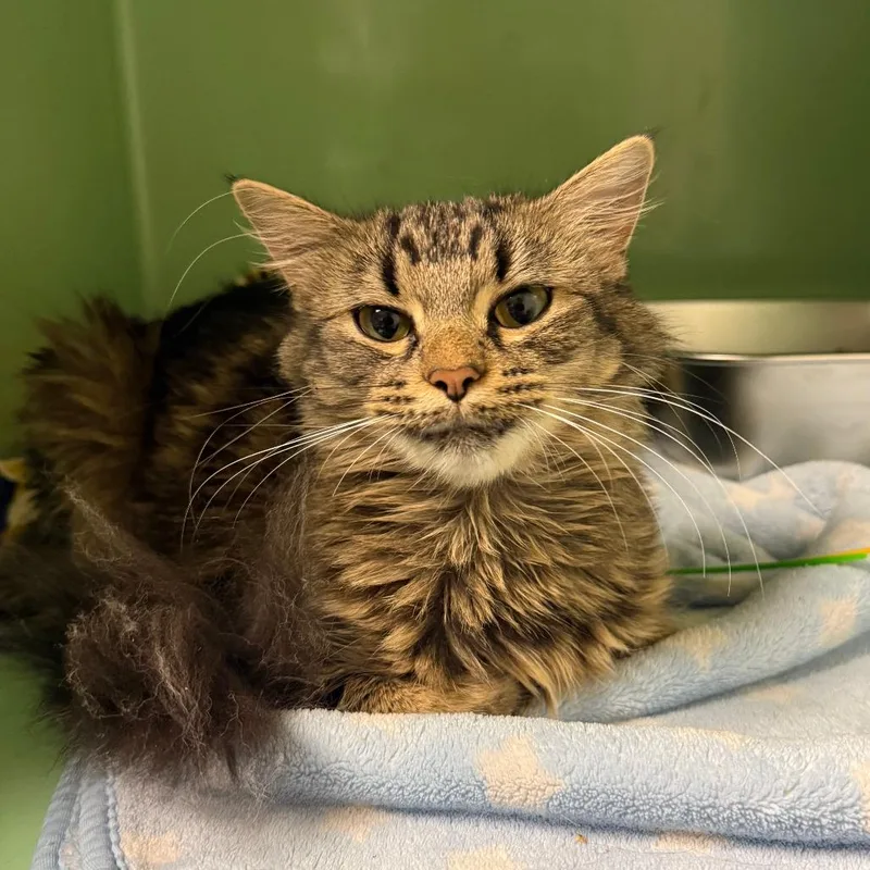 A young medium-sized female Domestic Long Hair cat named Rosemary for adoption in Normal, IL