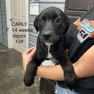 A young medium-sized female Black Black Labrador Retriever dog named Carly for adoption in Princeton, KY