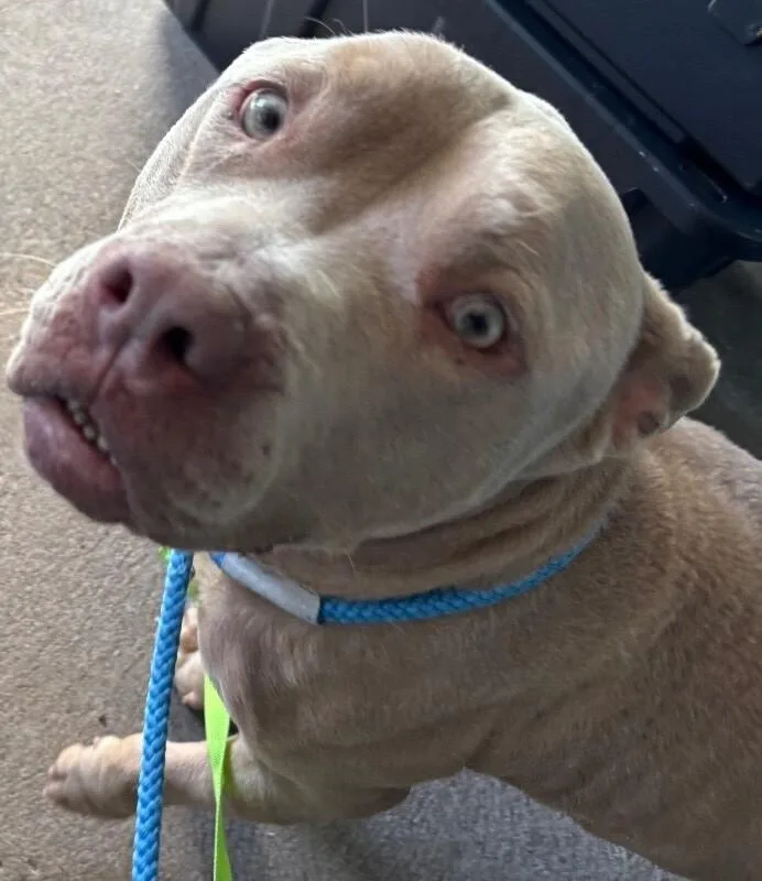 An adult medium-sized male Yellow / Tan / Blond / Fawn Mixed Breed dog named Vincent Vega for adoption in Cincinnati, OH