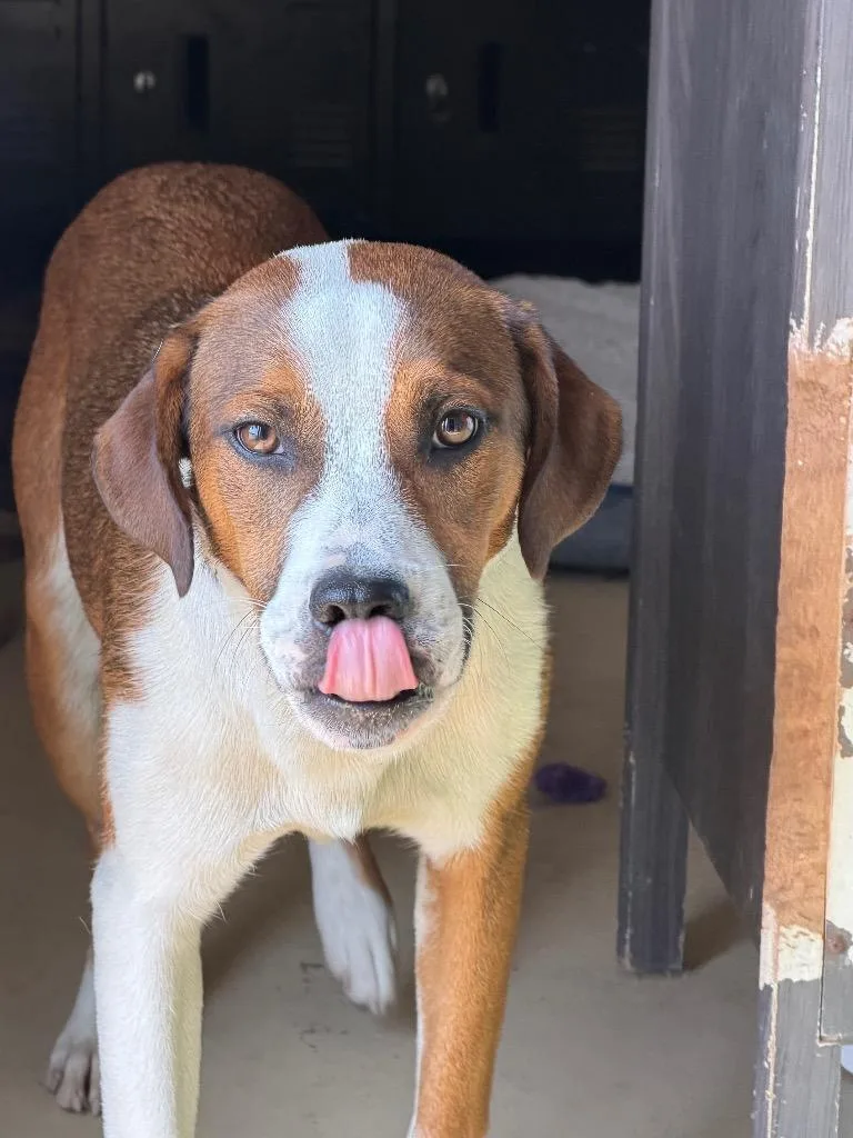 An adult medium-sized male Red / Chestnut / Orange Mixed Breed dog named Chance for adoption in Tullahoma, TN