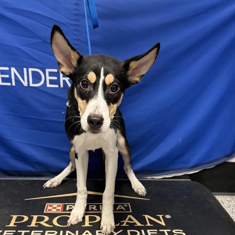 A young small-sized male Black Husky dog named Milo for adoption in Henderson, NV