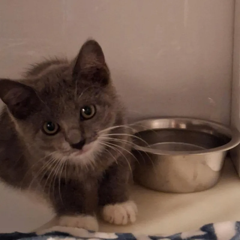 A baby small-sized female Gray / Blue / Silver Domestic Short Hair cat named Lovely Rita for adoption in St. Louis, MO